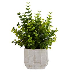 Pretty Potted Eucalyptus