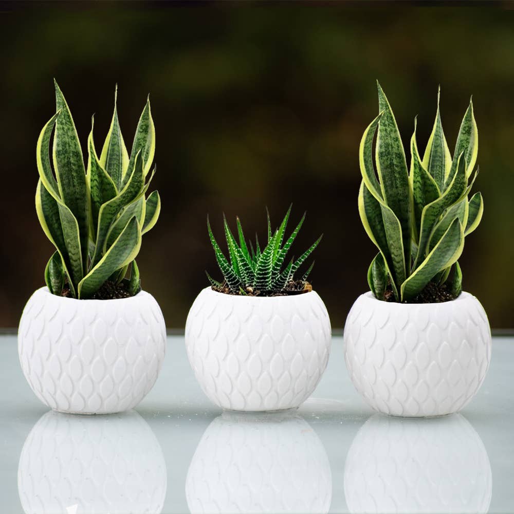 Succulent Mini Pot Tear Pattern