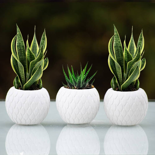 Succulent Mini Pot Tear Pattern