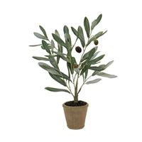 Potted Olive Tree