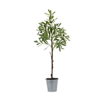 Potted Olive Tree