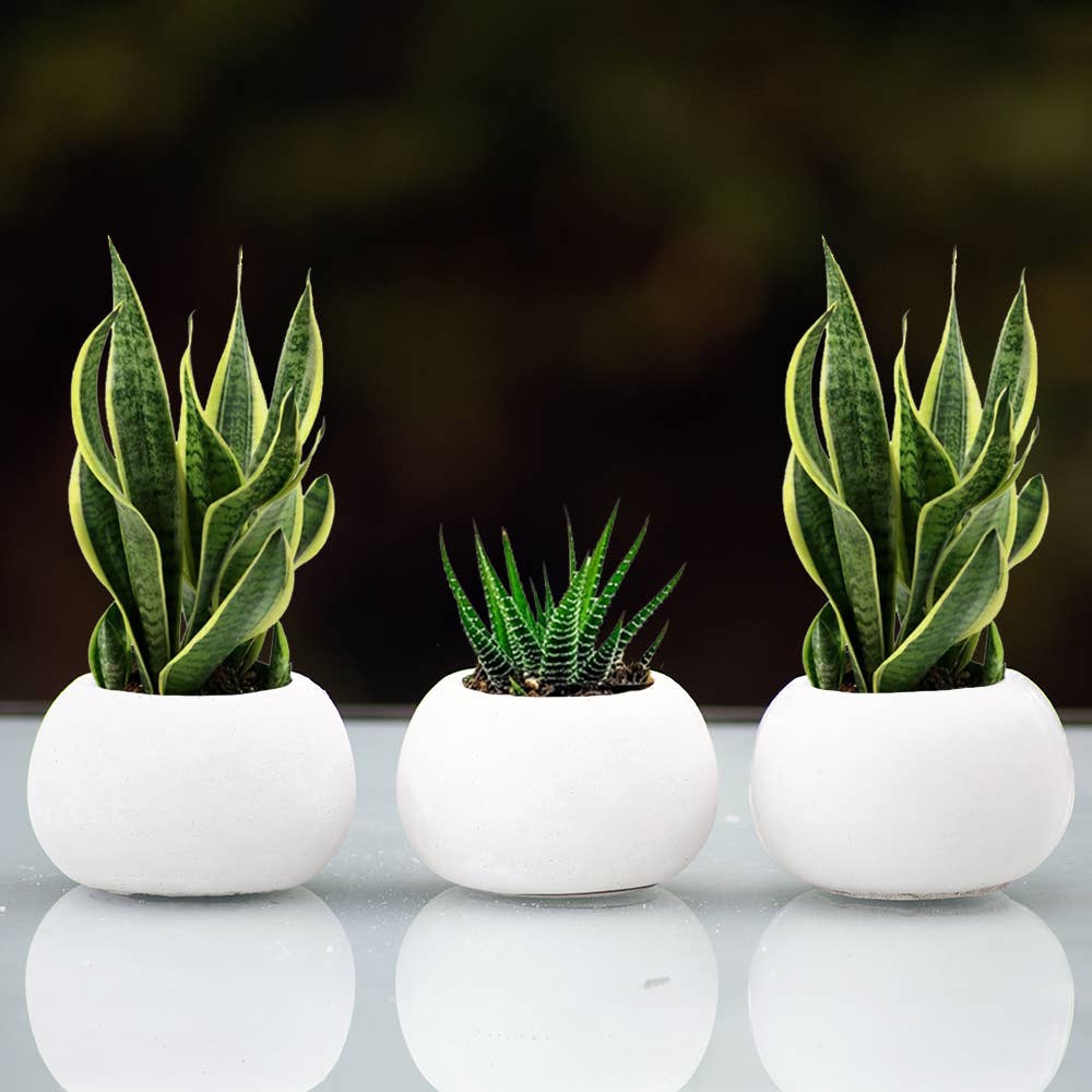 Succulent Mini Pot Round